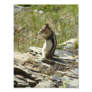 Chipmunk in Glacier National Park II Foto Afdruk