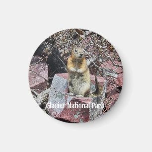 Chipmunk in Glacier National Park Magneet