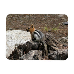 Chipmunk in Yosemite, Californië Magneet
