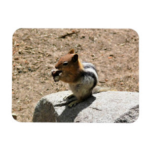 Chipmunk in Yosemite, Californië Magneet