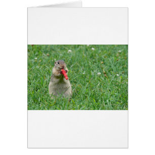 Chipmunk.JPG