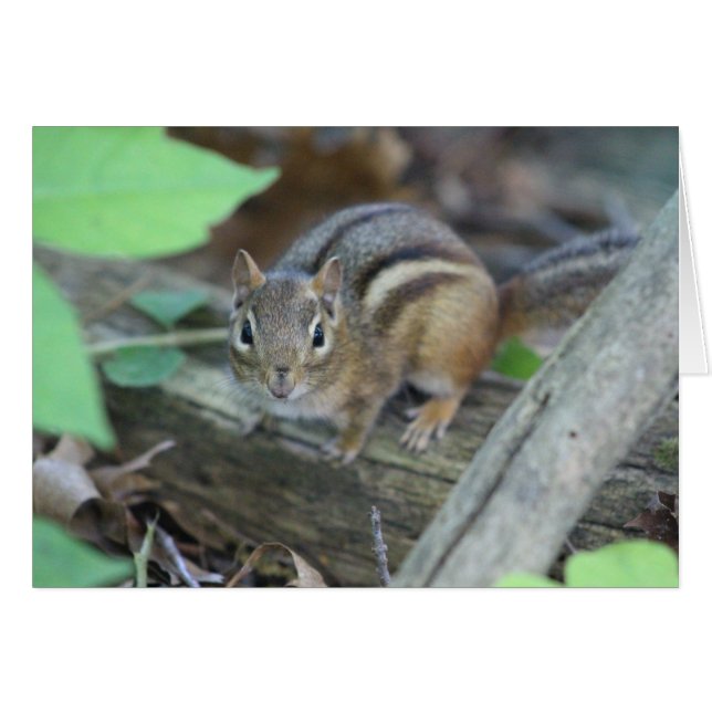 Chipmunk-kaart (Voorkant Horizontaal)