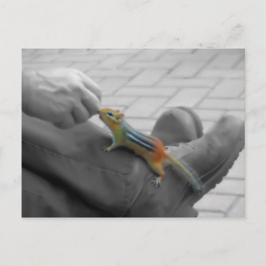 Chipmunk Lunch Briefkaart (Voorkant)