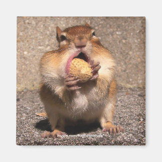 Chipmunk - Magneet