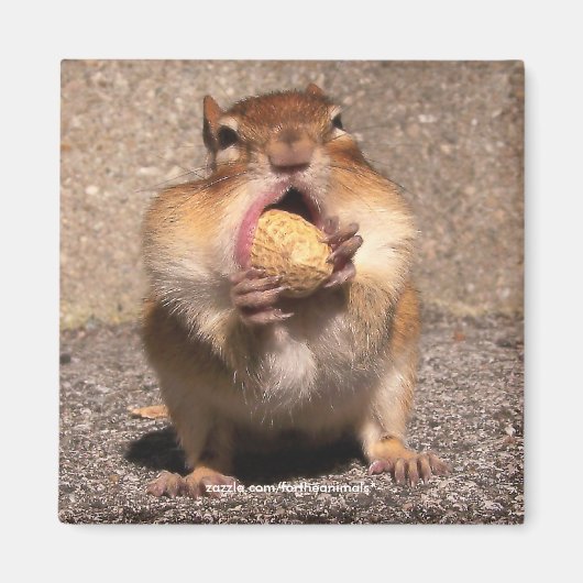 Chipmunk - Magnet (Devant)