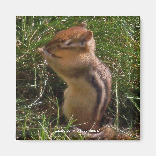 Chipmunk - Magnet (Devant)