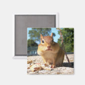 Chipmunk - Magnet (Recto/Verso)