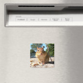 Chipmunk - Magnet (In Situ (Lave-vaisselle))