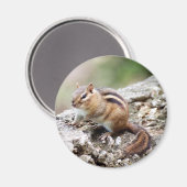 Chipmunk Magnet Magneet (Voorkant / Achterkant)