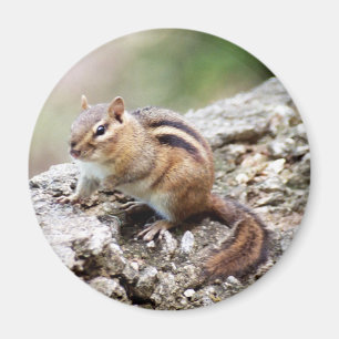 Chipmunk Magnet Magneet