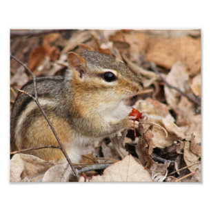 Chipmunk Mange une cerise Photo Imprimer