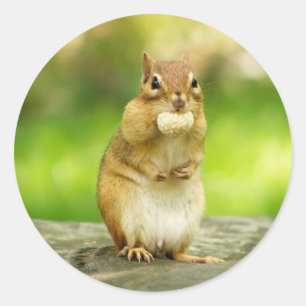 Chipmunk met behandeling ronde sticker