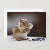 Chipmunk met Cheeks Volledige foto Briefkaart (Voorkant / Achterkant)