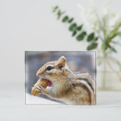 Chipmunk met een pinda briefkaart (Staand voorkant)