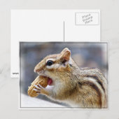 Chipmunk met een pinda briefkaart (Voorkant / Achterkant)