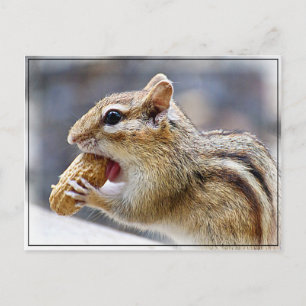 Chipmunk met een pinda briefkaart