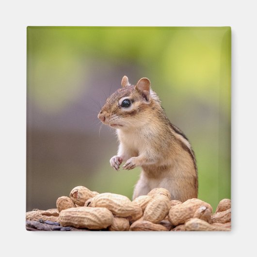 Chipmunk met pinda's magneet (Voorkant)