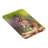 Chipmunk met pinda's magneet (Rechterzijde)