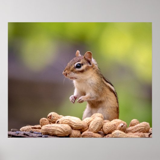 Chipmunk met pinda's poster (Voorkant)