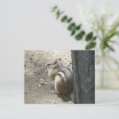 Chipmunk Midland Ontario Briefkaart (Staand voorkant)