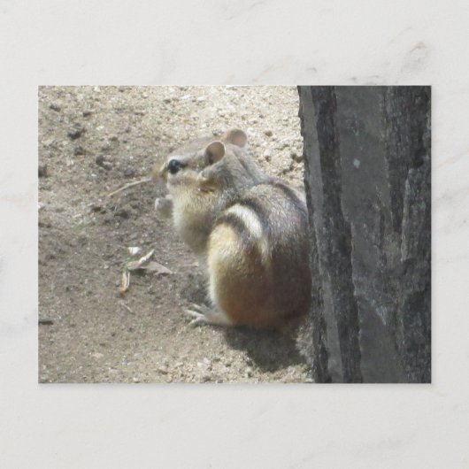Chipmunk Midland Ontario Briefkaart (Voorkant)