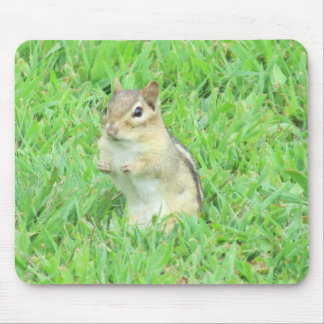Chipmunk-Muismat Muismat