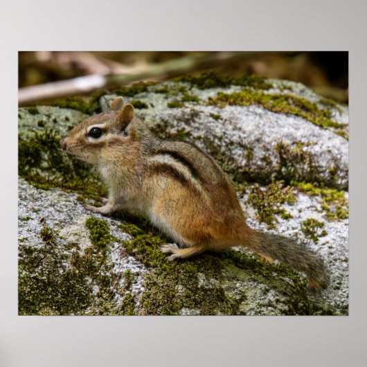 Chipmunk on Patrol Poster (Voorkant)
