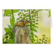 Chipmunk op een Fence Post (Voorkant Horizontaal)