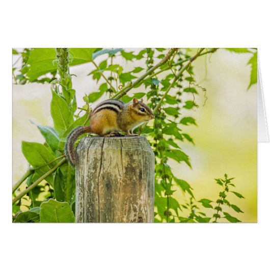 Chipmunk op een Fence Post (Voorkant Horizontaal)