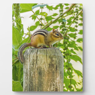 Chipmunk op een Fence Post Fotoplaat