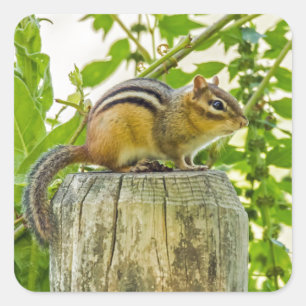 Chipmunk op een Fence Post Vierkante Sticker