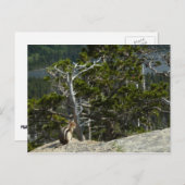 Chipmunk op Two Medicine Lake Overlook Briefkaart (Voorkant / Achterkant)
