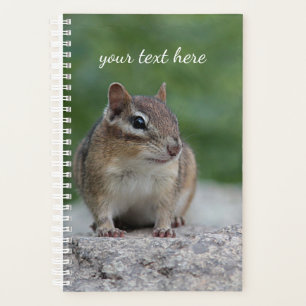 Chipmunk oriental