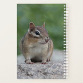 Chipmunk oriental (Dos)