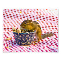 Chipmunk Picnic