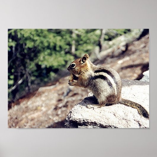 Chipmunk Poster (Voorkant)