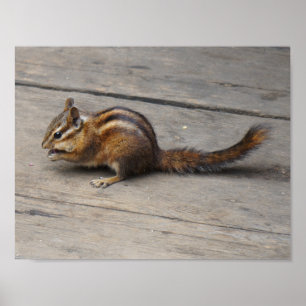 Chipmunk Poster
