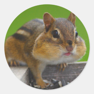 chipmunk ronde sticker