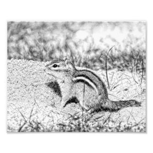 Chipmunk Sketch Foto Afdruk