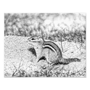 Chipmunk Sketch Foto Afdruk