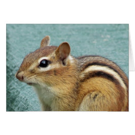 Chipmunk Sluiten