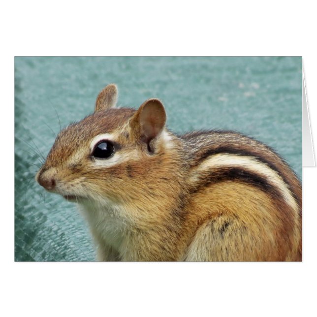 Chipmunk Sluiten (Voorkant Horizontaal)
