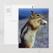 Chipmunk, stand en laag, profiel briefkaart (Voorkant / Achterkant)
