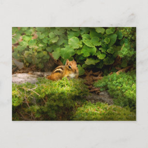 Chipmunk - Wat een knuppel Briefkaart