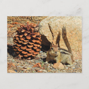 Chipmunk, wilde dieren, wilde briefkaarten