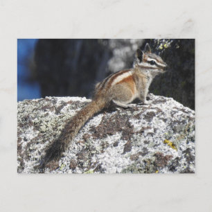 Chipmunk, wilde dieren, wilde briefkaarten