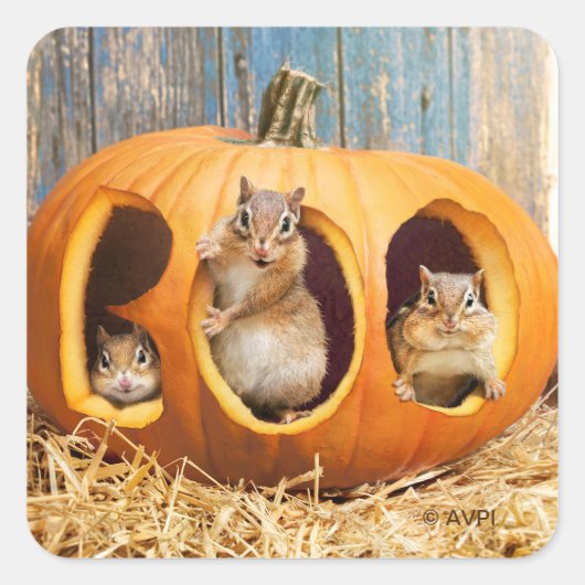 Chipmunks Inside Boo Jack-o-Lantern Vierkante Sticker (Voorkant)