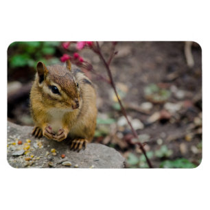 Chipmunk's Meal Magneet