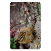 Chipmunk's Meal Magneet (Verticaal)