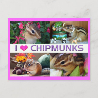 Chipmunks pohto briefkaart